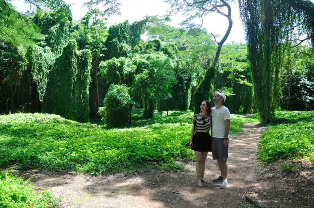 Bosque de la Habana. Isla Josefina.
